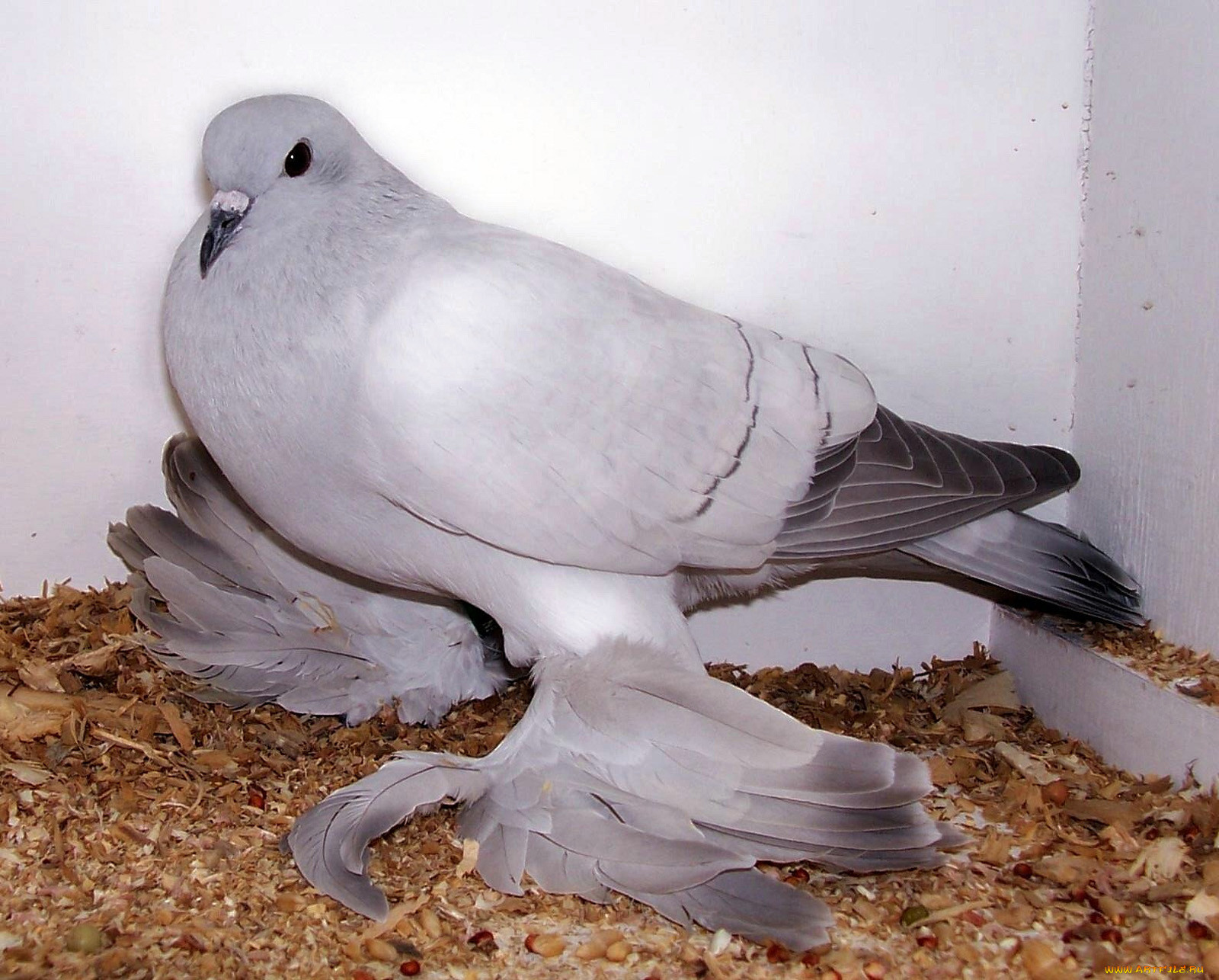 Бухарские голуби